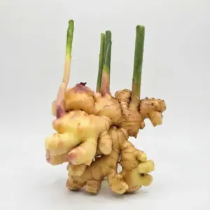 Frischer bayerischer Ingwer